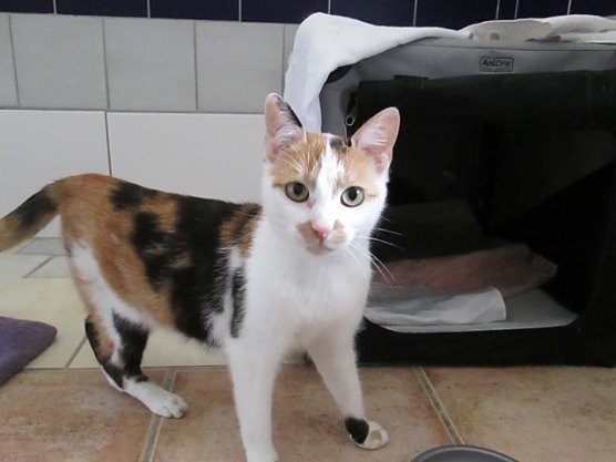 Nicole (Foto: Karin Ziegler) Nicole (Foto: Karin Ziegler)