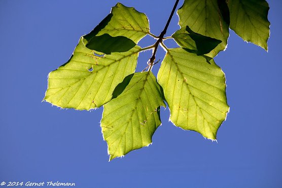 Wetter-Bild (Foto: Gernot Thelemann) Wetter-Bild (Foto: Gernot Thelemann)