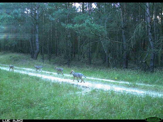 Wolfsrudel in MV (Foto: Constantin Marquardt)