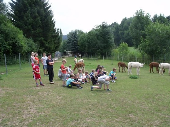 bei den Alpakas (Foto: Katharina Tr&uuml;mper)