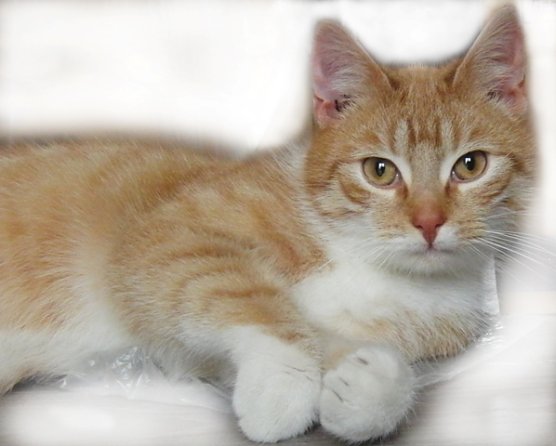 Timmy (Foto: Ilka K&uuml;hn)