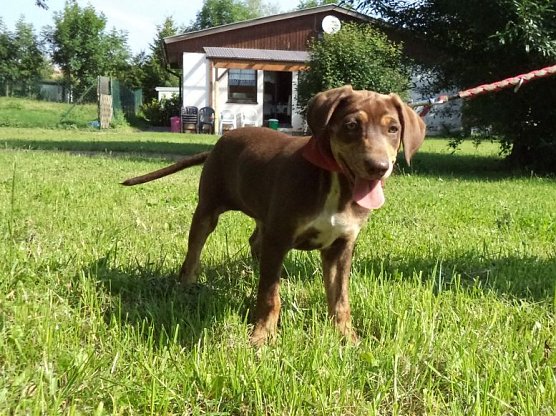 Tosca (Foto: C. Knust) Tosca (Foto: C. Knust)