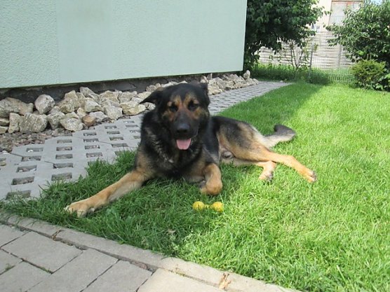 Rocky (Foto: Karin Ziegler)