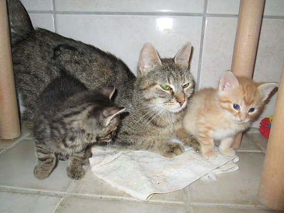 Katzen (Foto: Karin Ziegler)