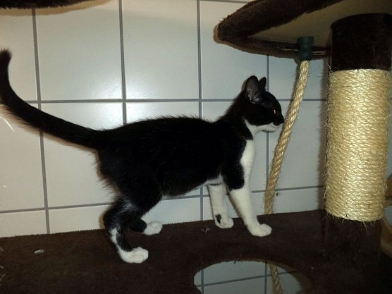 Darius (Foto: C. Knust) Darius (Foto: C. Knust)