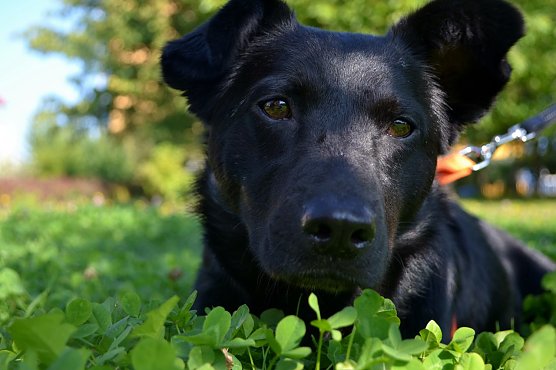 Bogi vom Verein Paradis f&uuml;r Tiere (Foto: Katharina Stutika)