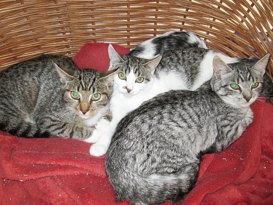 katzen (Foto: Karin Ziegler) katzen (Foto: Karin Ziegler)