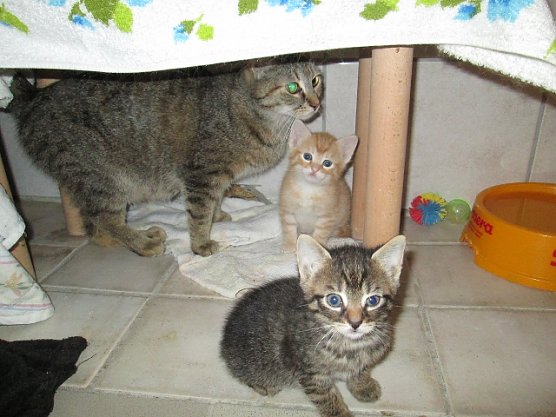 katzen (Foto: Karin Ziegler)