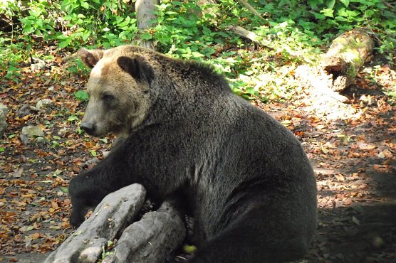 Auch B&auml;rin Emma wird wie sechs weitere Artgenossen in einer H&ouml;hle Winterschlaf halten. (Foto: Kurt Frank)