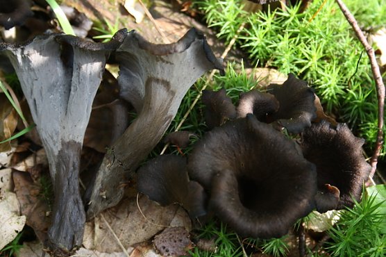 Herbsttrompete (Foto: Arne Willenberg)