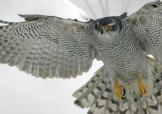 Vogel des Jahres 2015 (Foto: NABU) Vogel des Jahres 2015 (Foto: NABU)