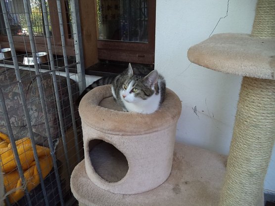 Tier der Woche Wera (Foto: Tierheim ndh)