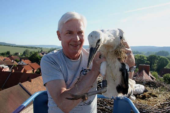 Klaus Schmidt &uuml;ber den D&auml;chern von Gerstungen auf dem Schlossfirst am Nest der Wei&szlig;st&ouml;rche. Vier Junge konnten dort mit Ringen gekennzeichnet werden. Seit 45 Jahren beringt Klaus Schmidt f&uuml;r die Vogelwarte Hiddensee Wei&szlig;st&ouml;rche in der Werraaue und freut sich &uuml;ber sp&auml;tere Wiederfunde seiner beringten V&ouml;gel. (Foto: NABU)