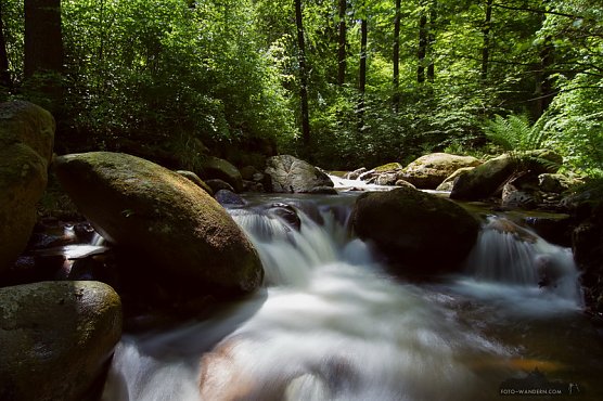 Wandern im Wald (Foto: Andreas Levi)