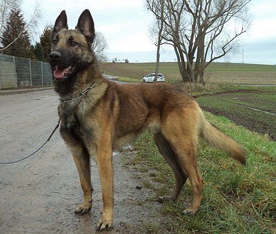 Tier der Woche Frodo (Foto: Tierheim Nordhausen) Tier der Woche Frodo (Foto: Tierheim Nordhausen)