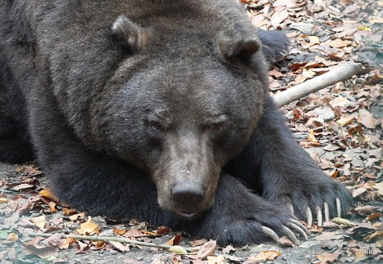 Nicht alle Bären halten Winterschlaf (Foto: Ilka Kühn) Nicht alle Bären halten Winterschlaf (Foto: Ilka Kühn)