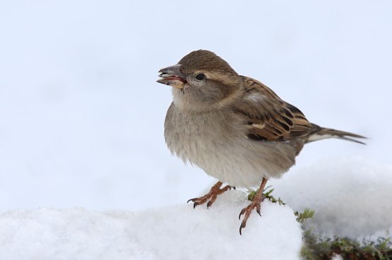 Am h&auml;ufigsten zu sehen und doch seltener geworden - der Haussperling (Foto: Frank Derer)