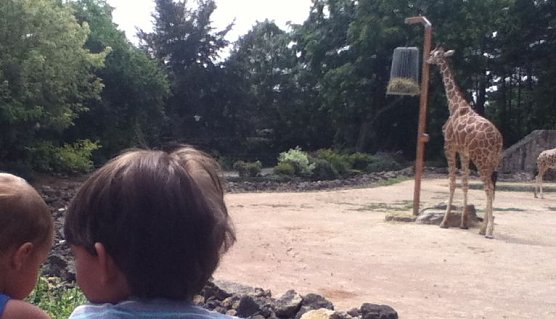 Viele Zoos und Tierparks suchen vor der Hauptsaison noch Freiwillige Helfer (Foto: Angelo Glashagel)