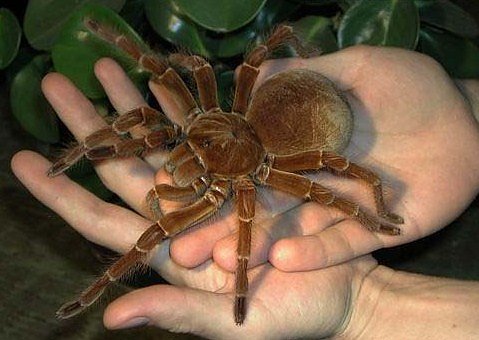 Spinne (Foto: Sergio Neigert)