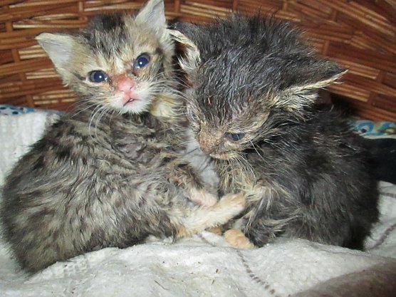 Katzen (Foto: Karin Ziegler) Katzen (Foto: Karin Ziegler)