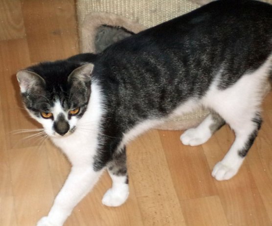 Günni (Foto: B. Hellrung) Günni (Foto: B. Hellrung)