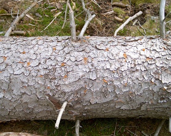 Borkenk&auml;fer (Foto: Th&uuml;ringenforst)