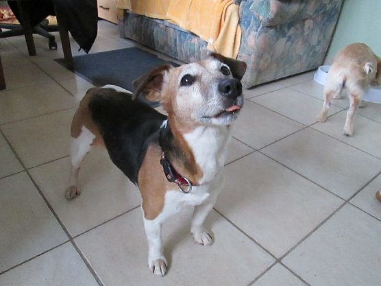 H&uuml;ndin Biene (Foto: Karin Ziegler)