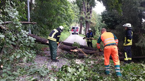 Baum umgest&uuml;rzt (Foto: Feuerwehr Heiligenstadt)