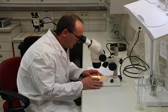 Im Labor (Foto: ThüringenForst) Im Labor (Foto: ThüringenForst)