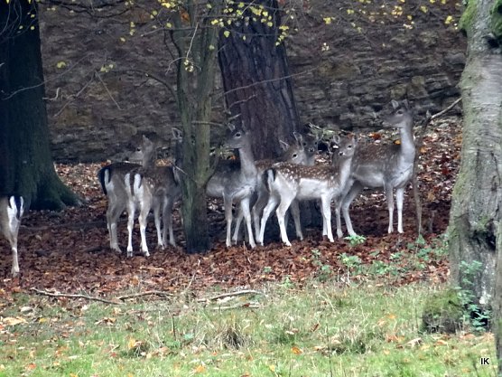 Rehe (Foto: Ilka Kühn) Rehe (Foto: Ilka Kühn)