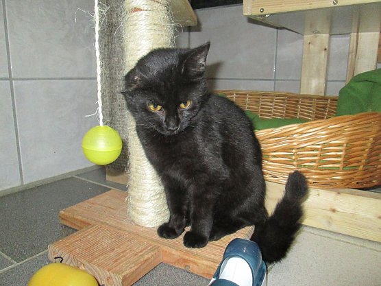 Einohr (Foto: Karin Ziegler)