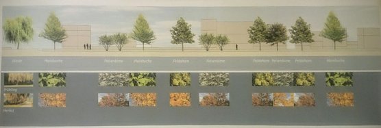 Bäume für Mühlwehr (Foto: Hoffmeister) Bäume für Mühlwehr (Foto: Hoffmeister)