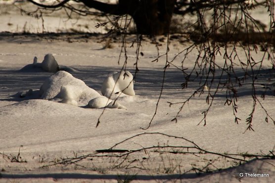 Frost in der Nacht (Foto: Gernot Thelemann)