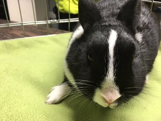 Kleiner Hoppler (Foto: Polizei Göttingen) Kleiner Hoppler (Foto: Polizei Göttingen)