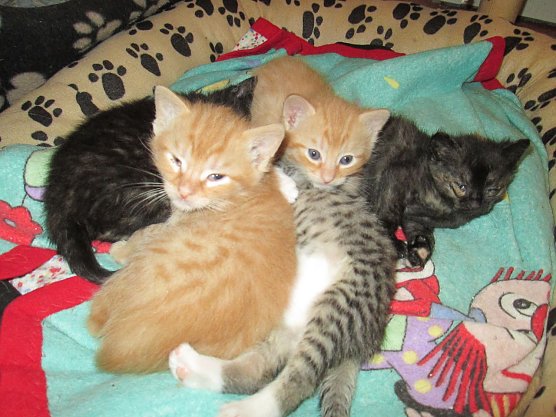 Katzen (Foto: Karin Ziegler) Katzen (Foto: Karin Ziegler)