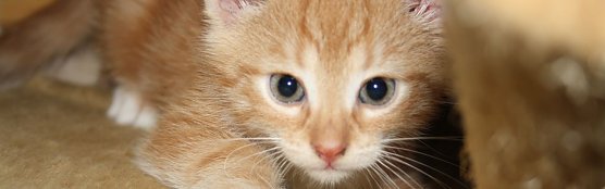 Kleines Kätzchen (Foto: Karin Ziegler) Kleines Kätzchen (Foto: Karin Ziegler)