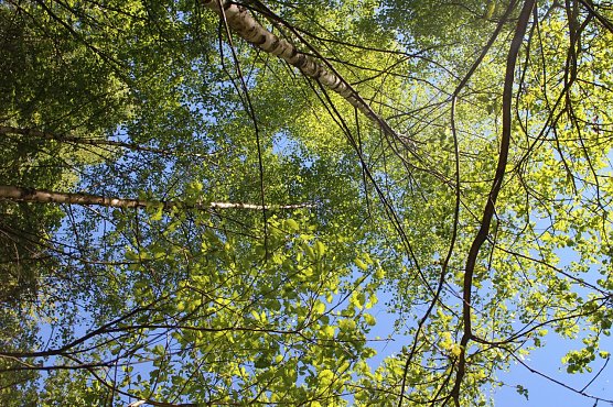 Wetterbild (Foto: Angelo Glashagel) Wetterbild (Foto: Angelo Glashagel)