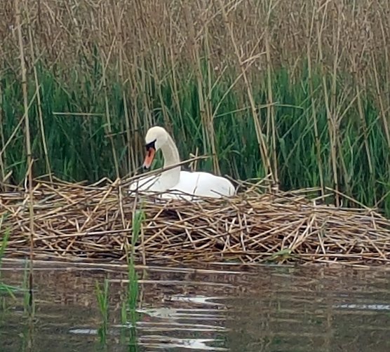Br&uuml;tet bei jedem Wetter (Foto: privat)