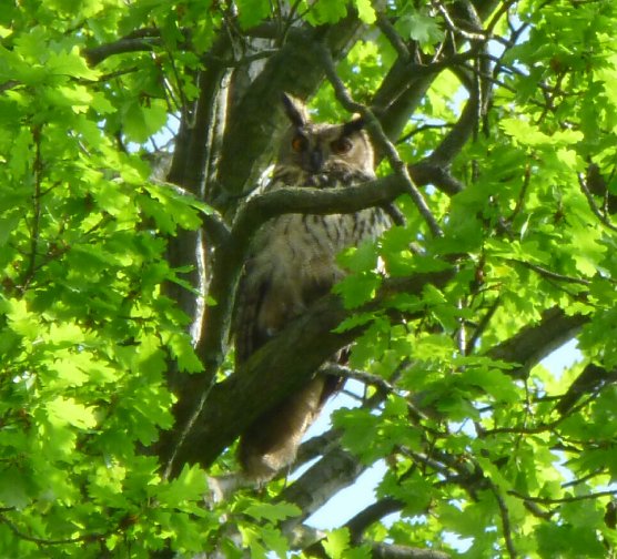 Uhu (Foto: Chr. Hahne)