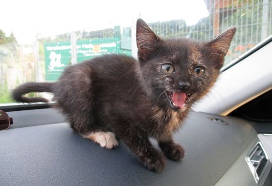Gerettet und im Tierheim abgegeben (Foto: API)