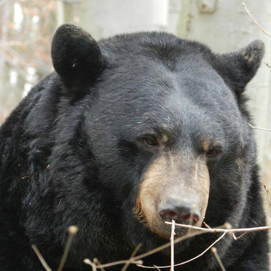 Jimmy (Foto: Vera Faupel) Jimmy (Foto: Vera Faupel)