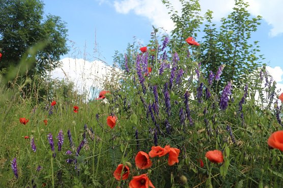 Wetterbild (Foto: Angelo Glashagel) Wetterbild (Foto: Angelo Glashagel)