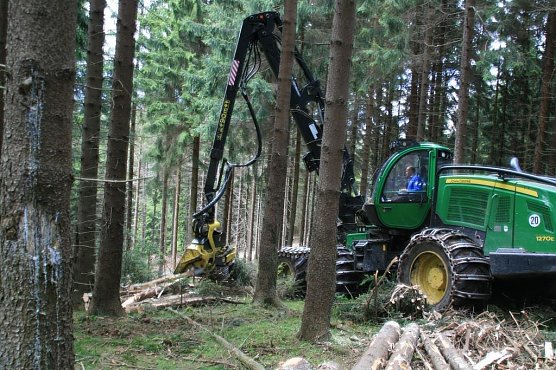 Fällarbeiten (Foto: Mario Klein) Fällarbeiten (Foto: Mario Klein)