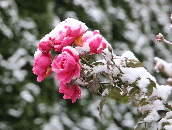 Rosen mit Schnee (Foto: Joachim Retzek)