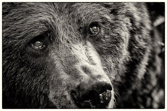 Bär (Foto: Stiftung für Bären) Bär (Foto: Stiftung für Bären)