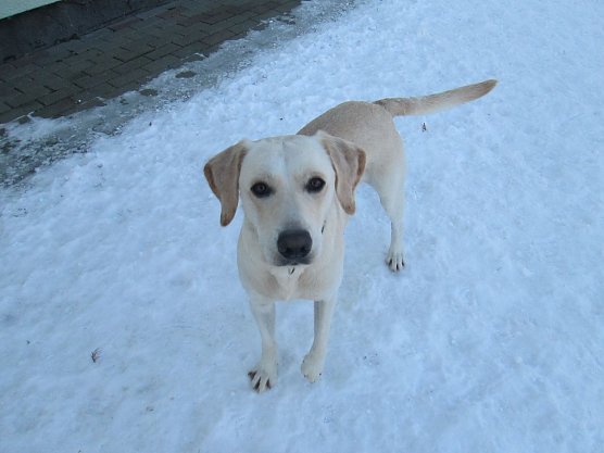 Labrador (Foto: Karin Ziegler)