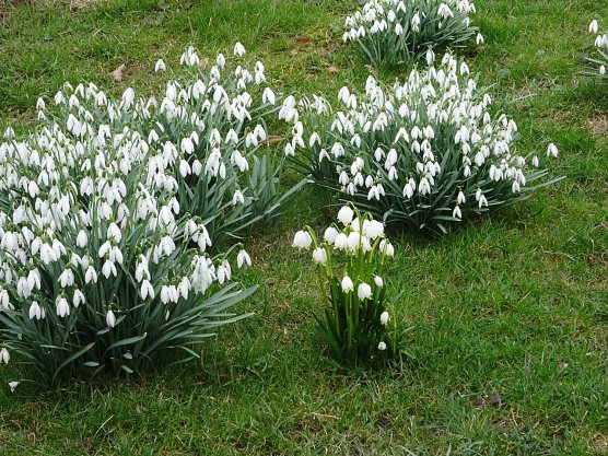 Schneeglöckchen und Märzenbecher (Foto: Ilka Kühn) Schneeglöckchen und Märzenbecher (Foto: Ilka Kühn)