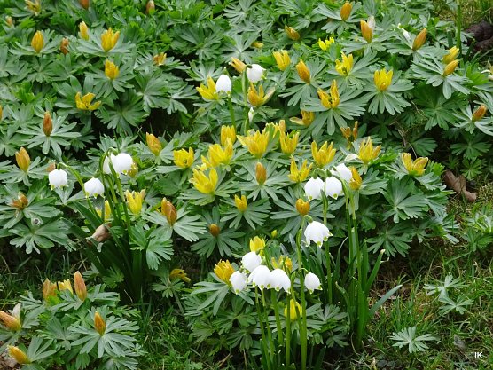 Winterlinge (Foto: Ilka Kühn) Winterlinge (Foto: Ilka Kühn)