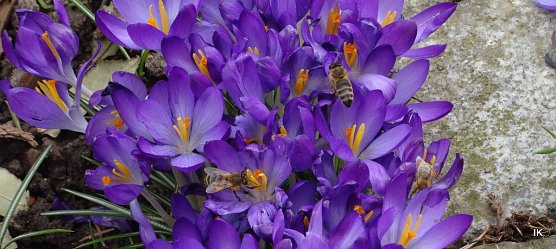 Bienen in Krokussen (Foto: Ilka Kühn) Bienen in Krokussen (Foto: Ilka Kühn)