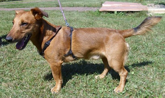 Barni (Foto: Knust)